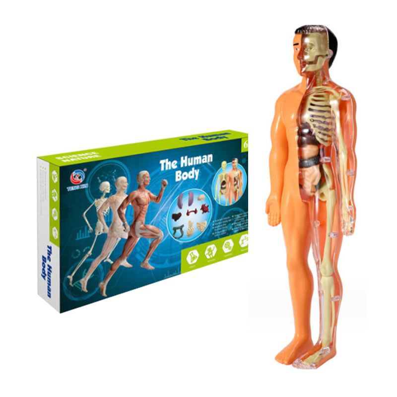 3D-anatomie skeletmodel speelgoed