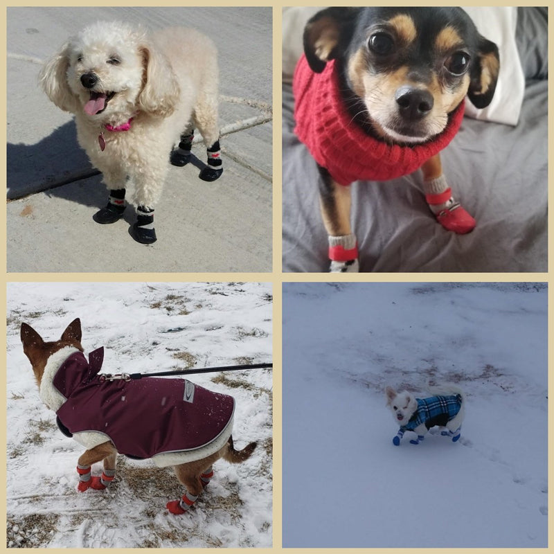 Huisdieren waterdichte schoenen