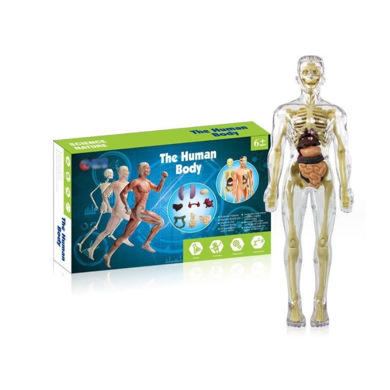 3D-anatomie skeletmodel speelgoed