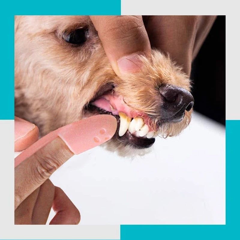 Professionele Hond En Kat Vingertandenborstel