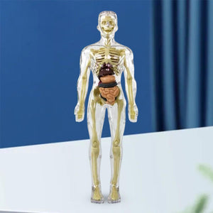 3D-anatomie skeletmodel speelgoed