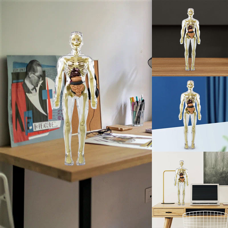 3D-anatomie skeletmodel speelgoed