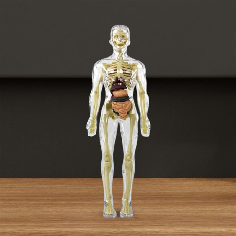 3D-anatomie skeletmodel speelgoed
