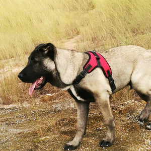 No-Pull hondentuig, verstelbaar harnas voor honden