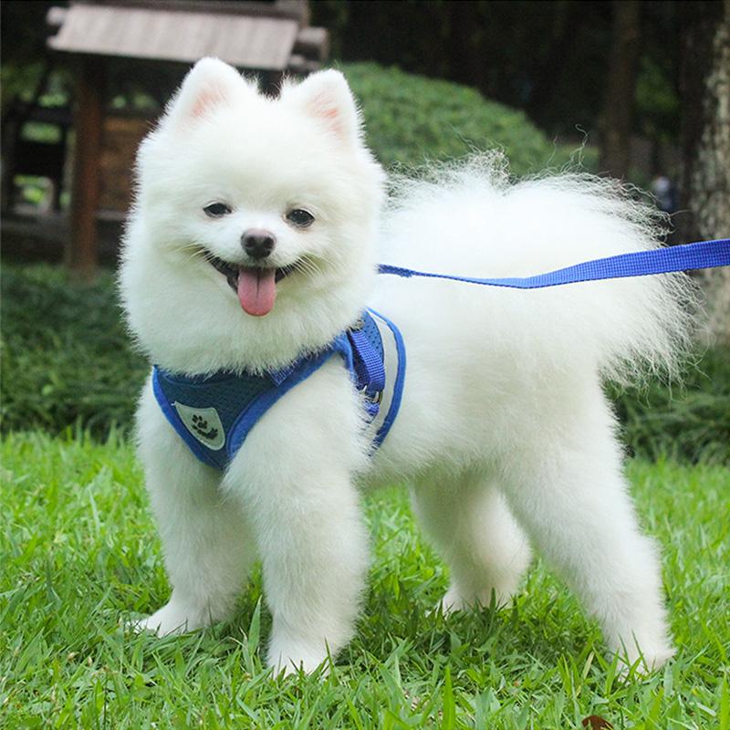Reflecterende borstband voor huisdieren